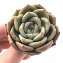 Echeveria White Champagne 2"-3" Rare Succulent Plant