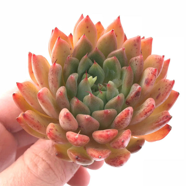 Echeveria Enita 2"-3" Rare Succulent Plant