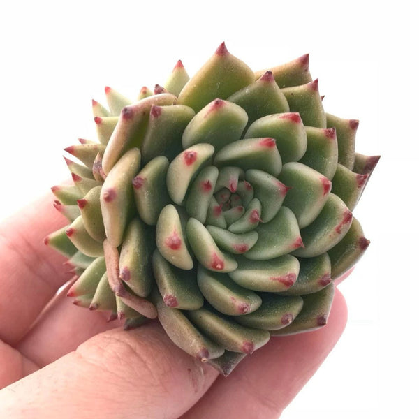 Echeveria Agavoides Bumble Bee 2" Rare Succulent Plant