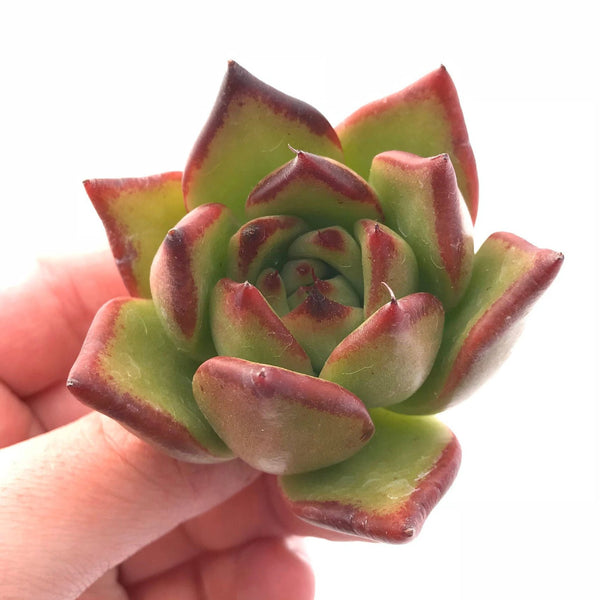 Echeveria Agavoides Ebony 2"-3" Rare Succulent Plant