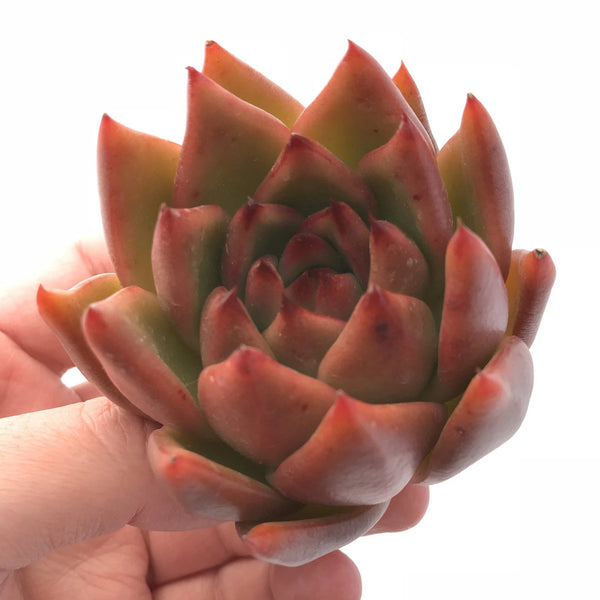 Echeveria Agavoides Maria 3" Rare Succulent Plant