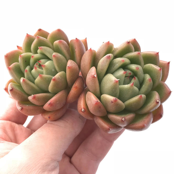 Echeveria Agavoides Bravo Cluster 3"-4" Rare Succulent Plant