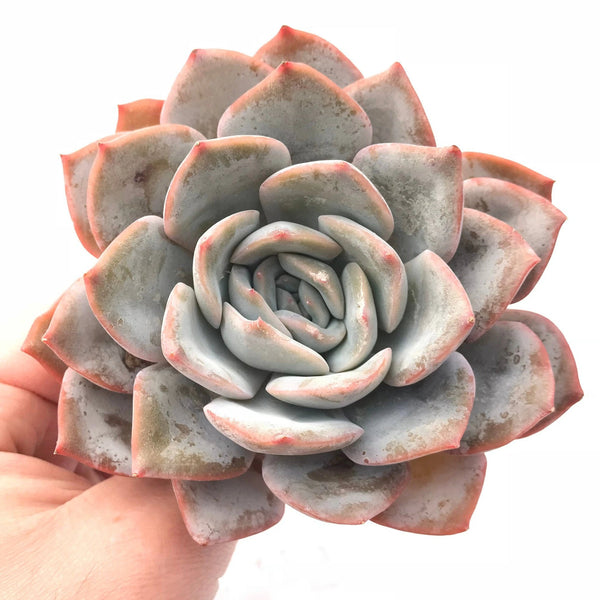 Echeveria Laui Hybrid 3"-4" Rare Succulent Plant