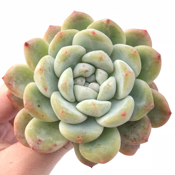 Echeveria Monroe Hybrid 3" Rare Succulent Plant