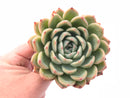 Echeveria Zaragoza Hybrid 3" Rare Succulent Plant