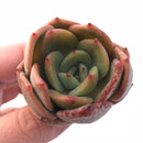 Echeveria 'Pinoli'  1" Rare Succulent Plant