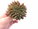 Echeveria Agavoides Crested Cluster 4" Rare Succulent Plant