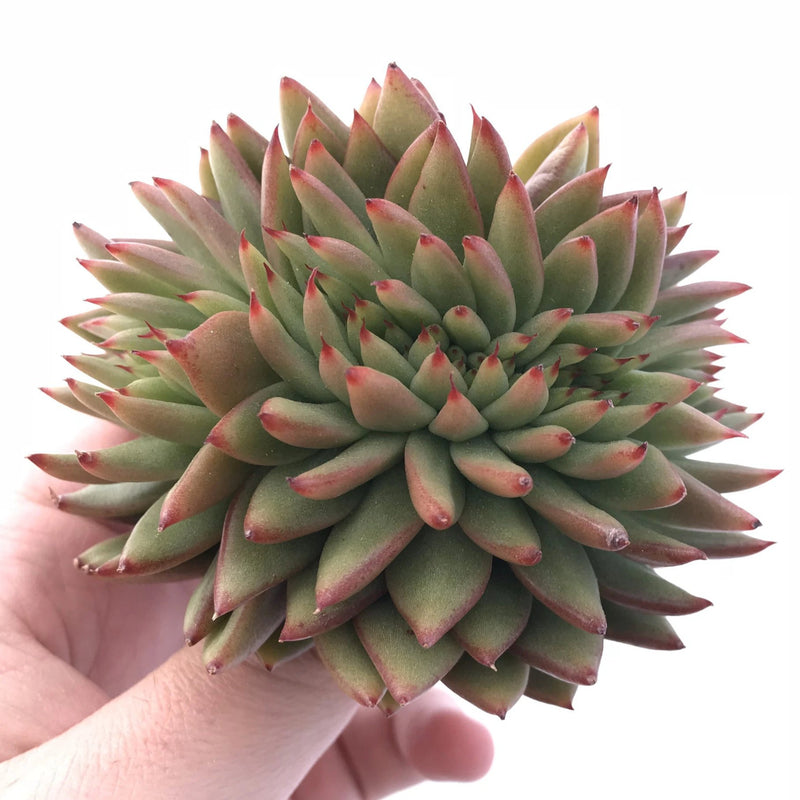 Echeveria Agavoides Crested Cluster 4" Rare Succulent Plant