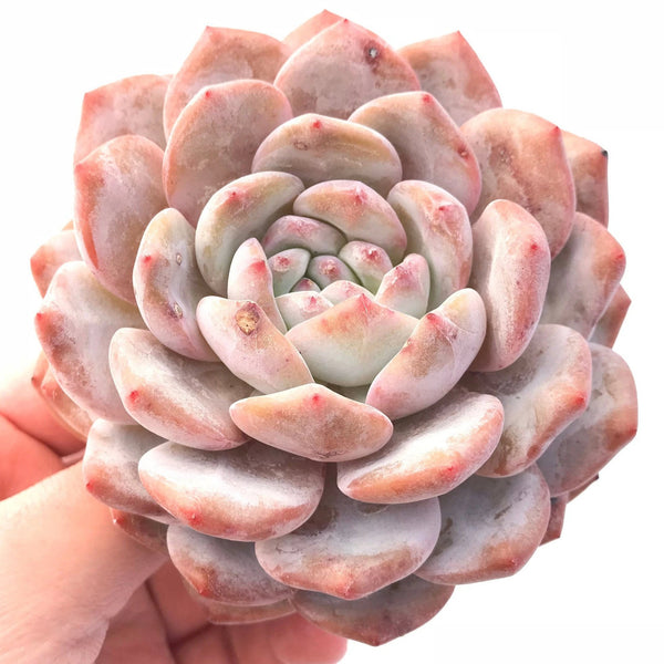 Echeveria Orange Monroe 4" Rare Succulent Plant