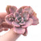 Gratoveria Mrs. Richards Variegated 2"-3" Rare Succulent Plant