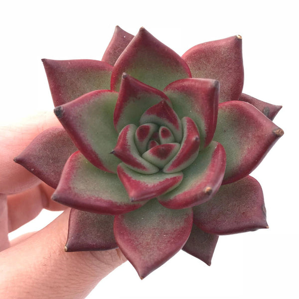 Echeveria Red Ebony 2" Rare Succulent Plant