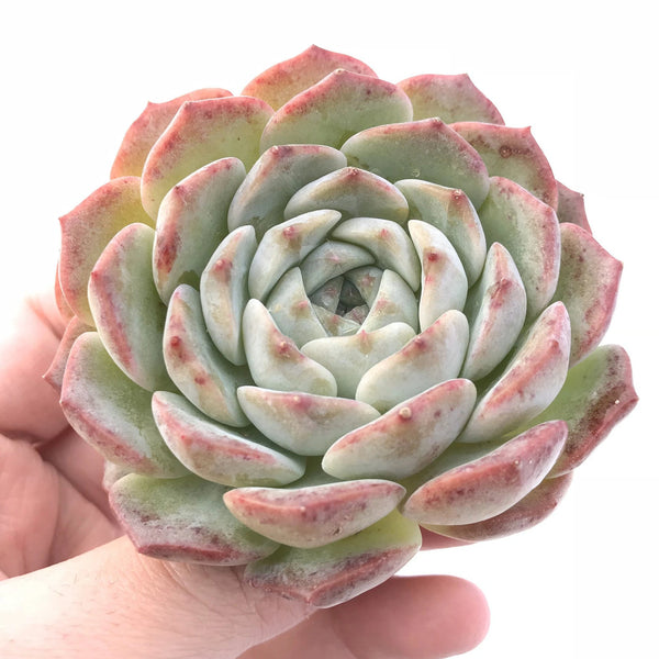 Echeveria Helena Hybrid 3"-4" Rare Succulent Plant