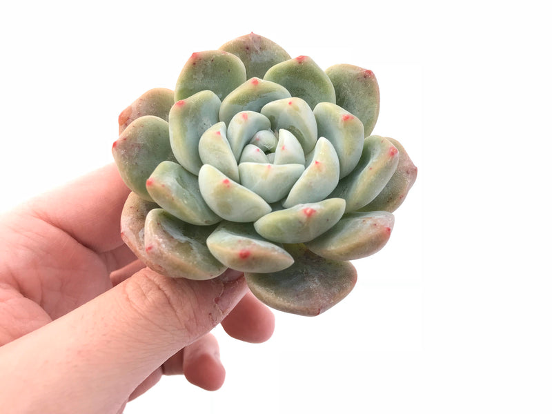 Echeveria Monroe Hybrid 2"-3" Rare Succulent Plant