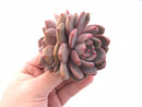 Echeveria Ariel Cluster 2"-3" Rare Succulent Plant