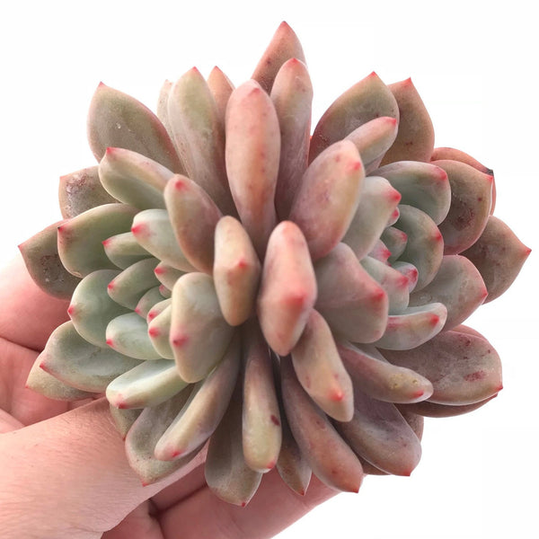 Echeveria Ariel Cluster 2"-3" Rare Succulent Plant