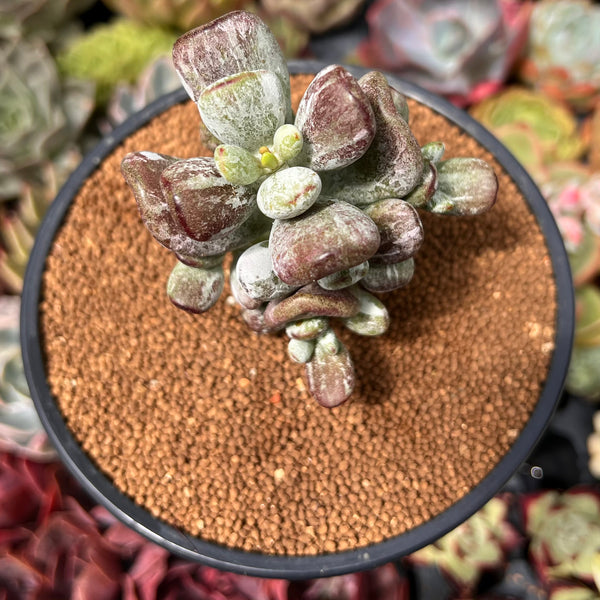 Cotyleydon Orbiculata Var. 'Hoppi' Variegated 3" Succulent Plant