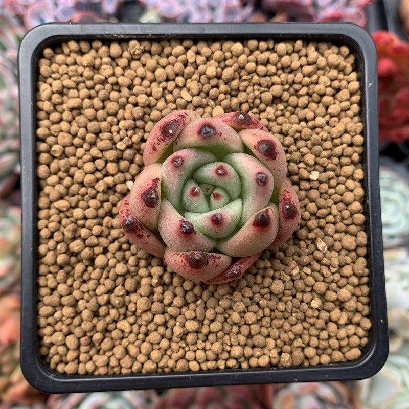 Echeveria Agavoides sp. 1" Succulent Plant