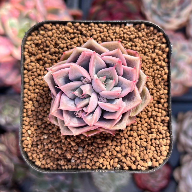 Echeveria 'A-Pink' 1" Succulent Plant