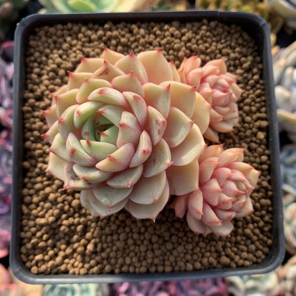 Echeveria 'Ben Badis' 2"-3" Cluster Succulent Plant