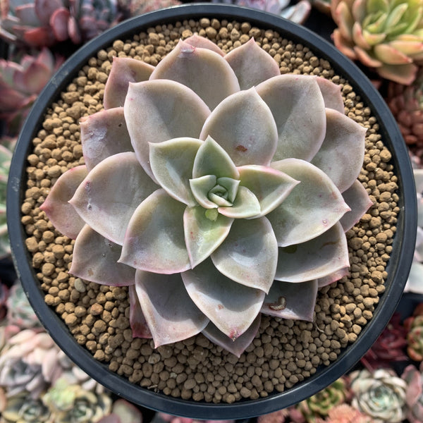 Graptoveria 'Harry Watson' 4" Cutting Succulent Plant