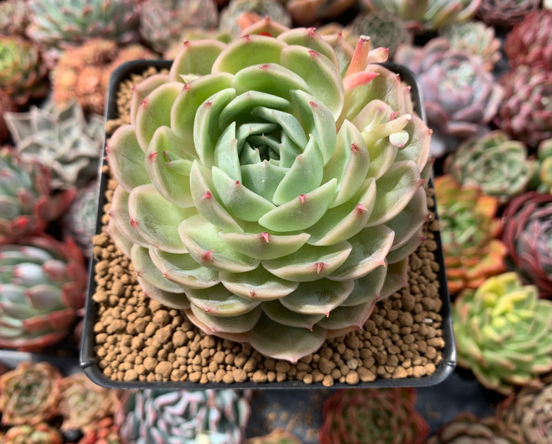 Echeveria 'Onslow' 3"-4" Succulent Plant