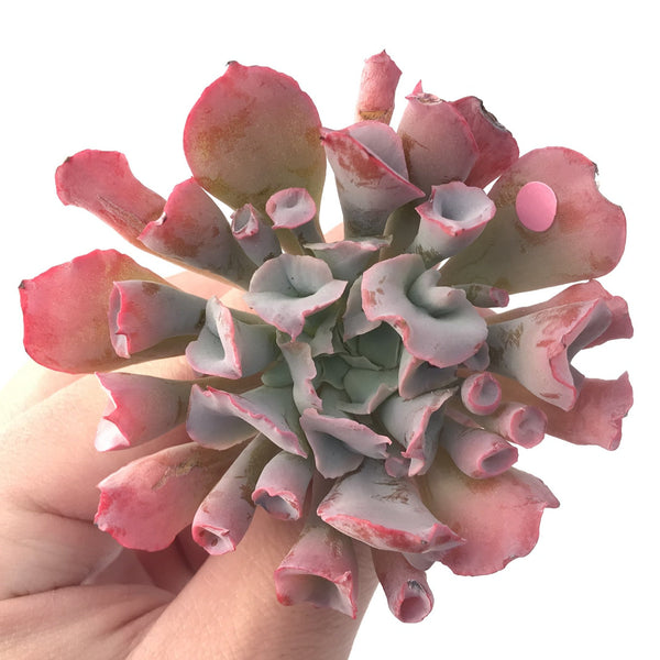 Echeveria 'Trumpet Pinky' 3" Succulent Plant