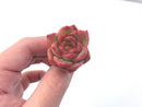 Echeveria 'Snow Angel' 1"-2" Succulent Plant