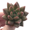 Echeveria Agavoides 'Shooting Star' 1" Succulent Plant