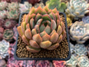 Echeveria Agavoides 'Pink Dragon' 3" Succulent Plant