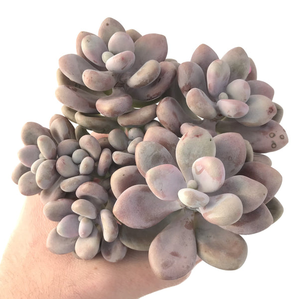 Graptopetalum 'Amethystinum' Cluster 6" Rare Succulent Plant