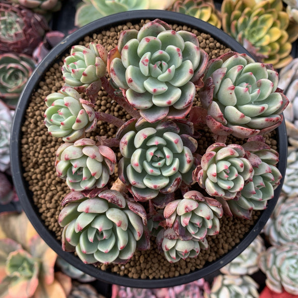 Echeveria 'Nanahukumini' 5" Cluster Succulent Plant