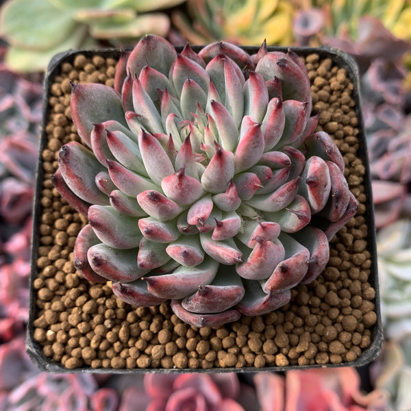 Echeveria Agavoides 'Vivace' 1" Succulent Plant