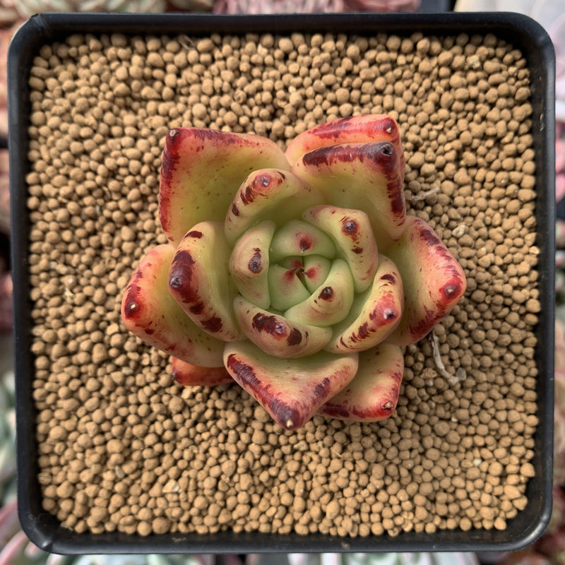 Echeveria Agavoides 'Maria' 2 Succulent Plant