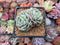 Echeveria sp. 2" Cluster Powdery Succulent Plant