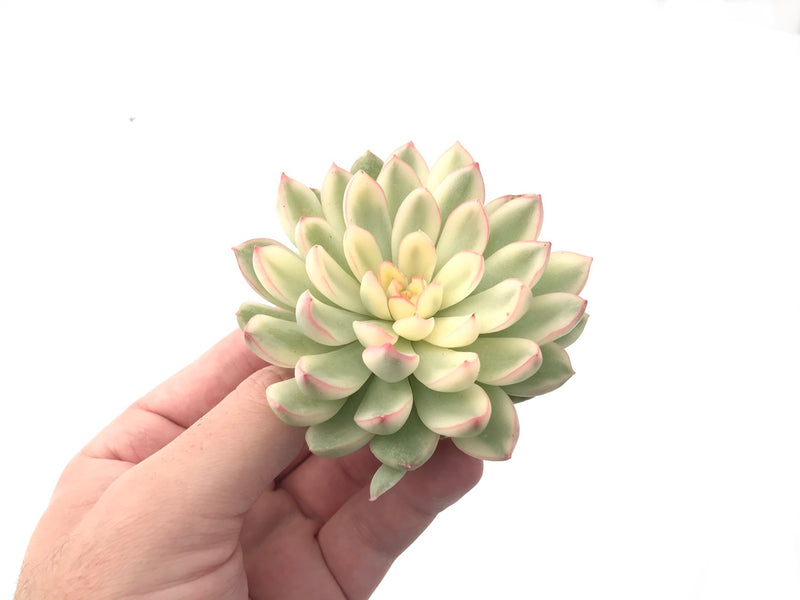 Echeveria 'Mebina' Variegated Large 3"-4" Succulent Plant