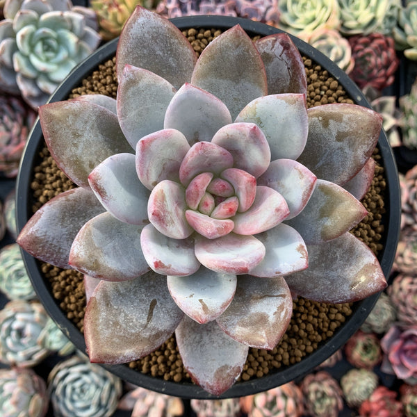 Echeveria 'Ivory' Selected Clone 5" Powdery Succulent Plant