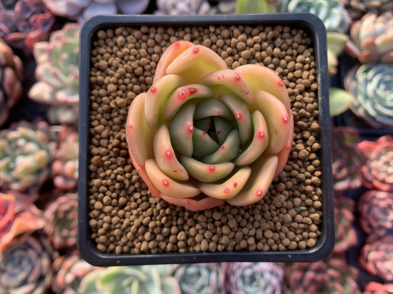 Echeveria Agavoides 'Timmo' 1" Succulent Plant