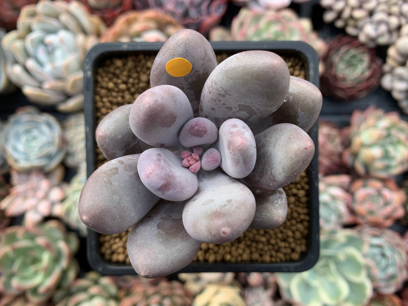 Pachyveria 'Beauty' 2" Powdery Succulent Plant