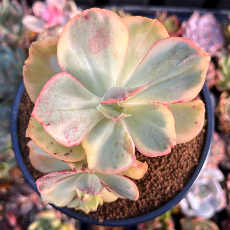 Echeveria sp. Variegated with Crested Head *Not E. Ice Age* 4"-5" Succulent Plant