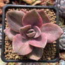 Graptopetalum 'Bainesii' Variegated 2" Succulent Plant