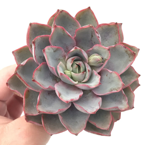 Echeveria sp. 4" Rare Succulent Plant