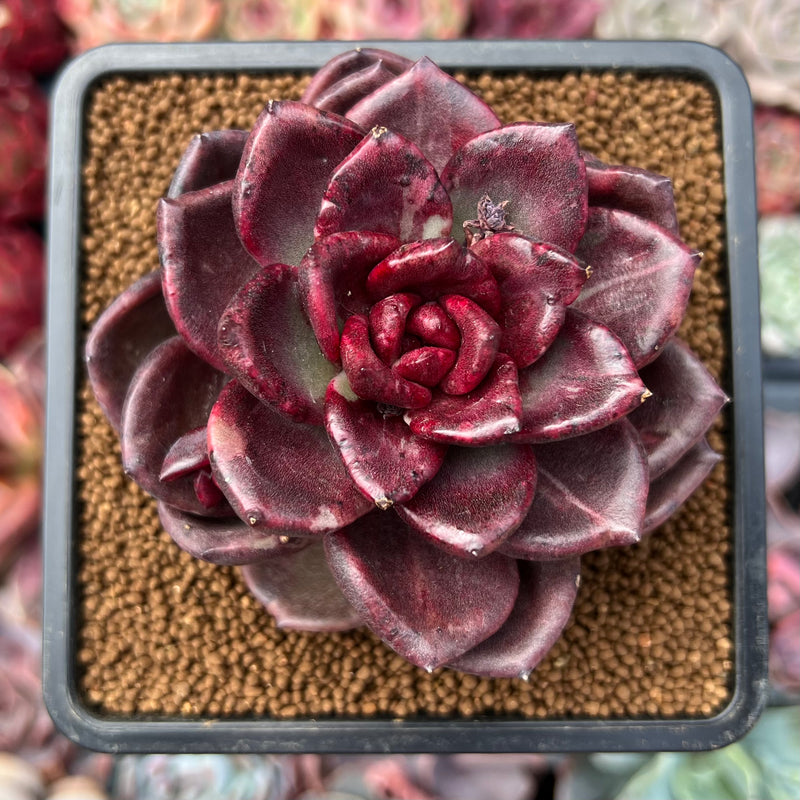 Echeveria 'Pine Rose' Variegated 3" Succulent Plant