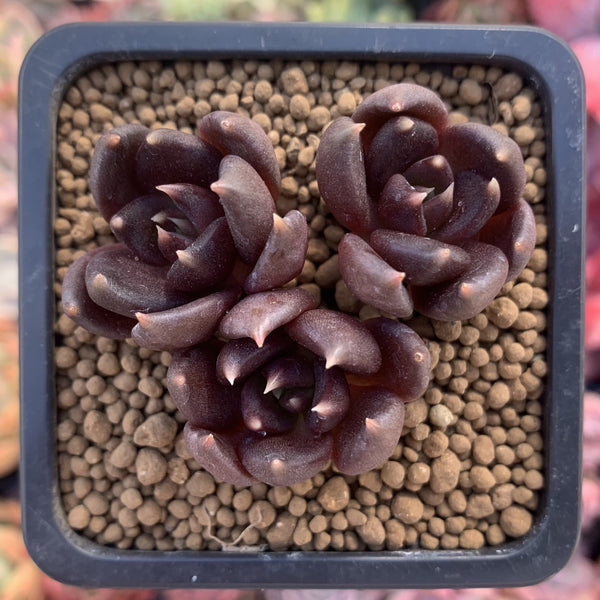 Echevera 'Blackbird' 1" New Hybrid Cluster Succulent Plant