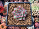 Echeveria 'Coroki' 2" New Hybrid Succulent Plant