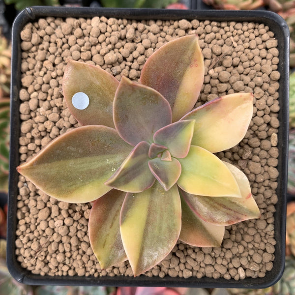 Graptoveria 'Fred Ives' Variegated 3" Succulent Plant