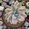 Graptopetalum 'Paraguayensis Awayuki' Variegated 5" Large Succulent Plant