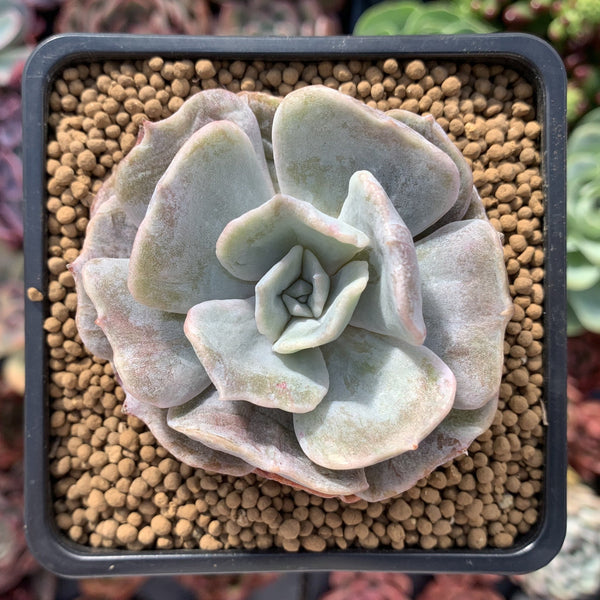 Echeveria 'Lilacina' Mutated 2" Powdery Succulent Plant