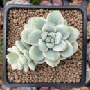 Sedum 'Clavatum' Variegated 2"-3" Succulent Plant