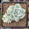 Sedum 'Clavatum' Variegated 2"-3" Succulent Plant