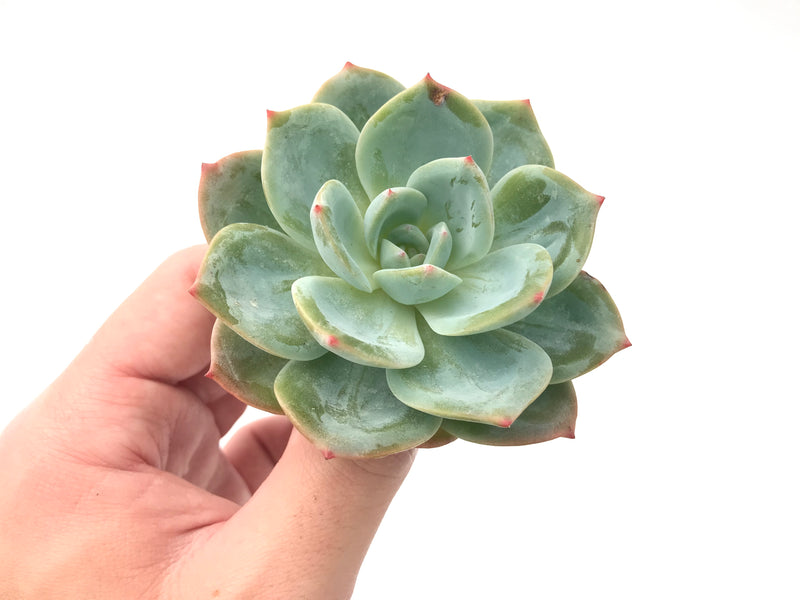 Echeveria 'Pure Angel' New Hybrid 3" Powdery Succulent Plant